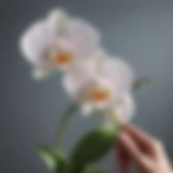 A close-up of an orchid clip properly securing a delicate orchid stem, emphasizing support and stability.